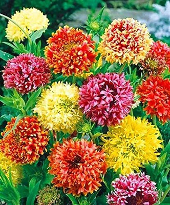 Qualtivate HUA-21 Gaillardia Mixed Color Hybrid Flower Seeds For All Season Seed(50 per packet)