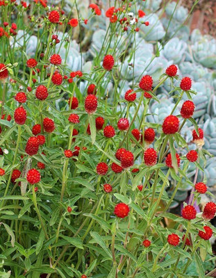 the green dotcom Gomphrena Strawberry Seed(105 per packet)