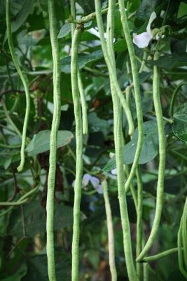 GREENSEA Long Bean/Barbati Seeds for Planting, High Yield Seed(82 per packet)