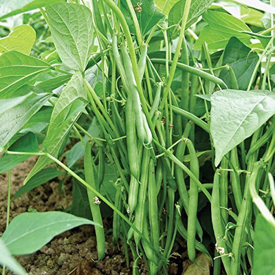 CRGO BEANS Seed(95 per packet)