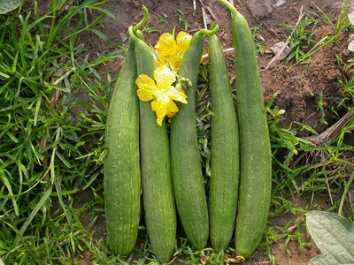 CYBEXIS LXI-73 - Sponge Gourd F1 Hybrid Vegetable - (100 Seeds) Seed(100 per packet)
