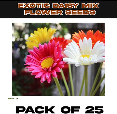 XOLDA Exotic Daisy Mix Flower Seed Seed(25 per packet)