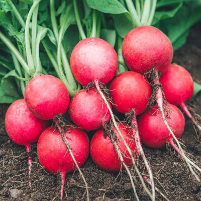 Cloud Farm Radish Globe Seed(575 per packet)