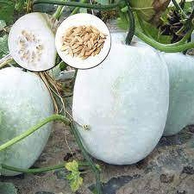 Cloud Farm Ash gourd Vegetable Seeds For Planting Home And Kichen garding Seed(32 per packet)