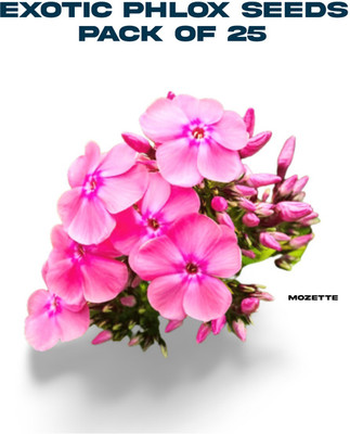 XOLDA Exotic philox seeds Seed(25 per packet)