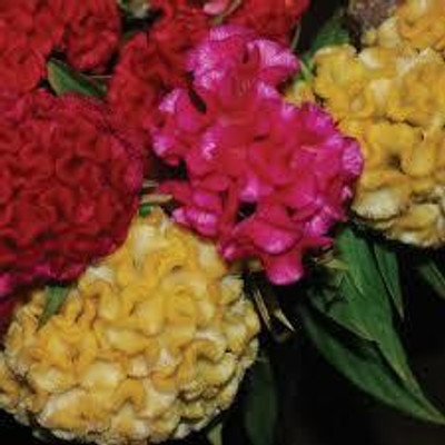 Mozette Exotic cocksomb Seed(30 per packet)