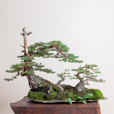 BHUSAN beautiful bonsai herb hybrid seeds 1-packet Seed(20 per packet)