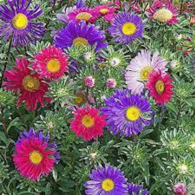 RADHA RANI SEED BS seeds COLORFUL MIX ASTER COLLECTION RAINBOW BLEND FLOWERS & SEEDS Seed(40 per packet)