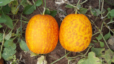 XOLDA Cucumber yellow round Seed(45 per packet)