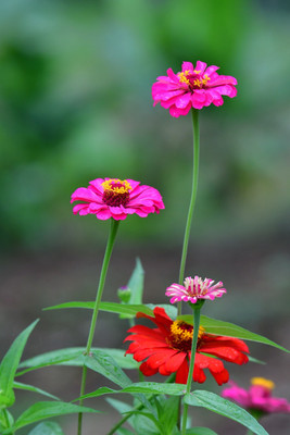GREENSEA Colorful Zinnia Seed(45 per packet)