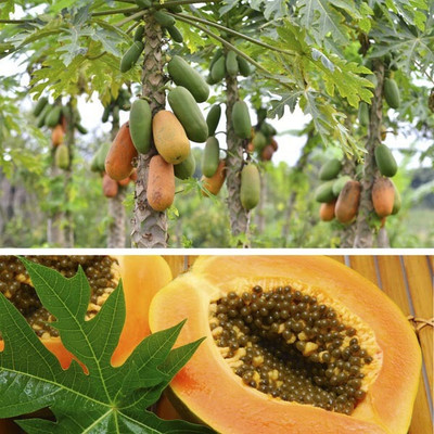 Pbevergreen red lady papaya f1 hybrid seeds Seed(1920 per packet)