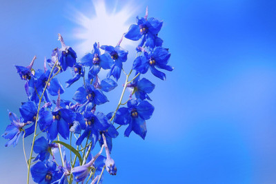 GARDENIFY INDIA FRESH NEW DELPHINIUM FLOWER Seed(50 per packet)