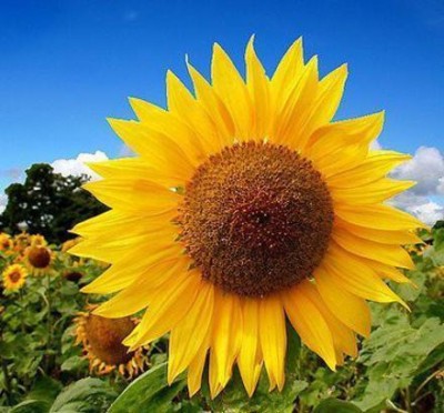 Qausain Sunflower Russian Giant flower seeds Seed(50 per packet)