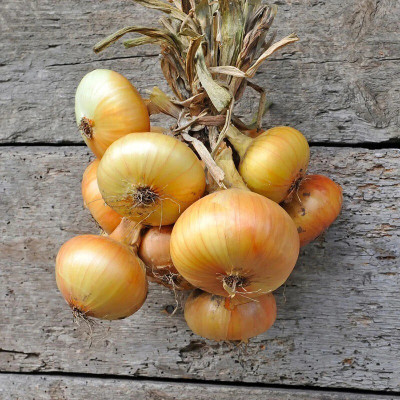 Bula Plant House Onion Seeds - Yellow Granex Seed(60 per packet)