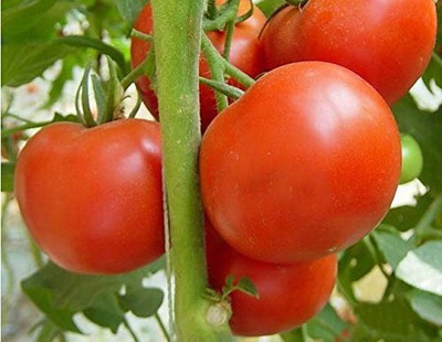 GREENSEA Tomato Seed(333 per packet)