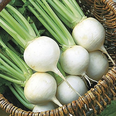 XOLDA Turnip white Vegetable Seed(30 per packet)