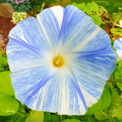 VibeX LX-98 - Morning glory Flower F1 Hybrid - (900 Seeds) Seed(900 per packet)