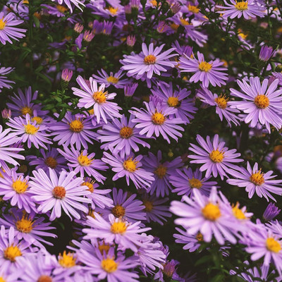 Lorvox Aster Seed(130 per packet)