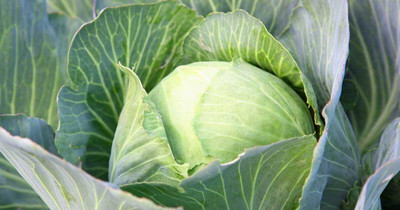 Pbevergreen Cabbage F1 Seed(60 per packet)