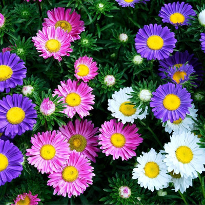 Lorvox HYBRID SEEDS Aster Seed(45 per packet)