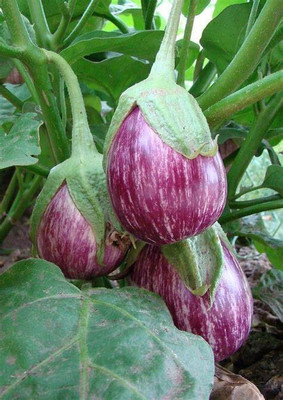 SUAA brinjal, eggplant, bengan Seed(100 per packet)