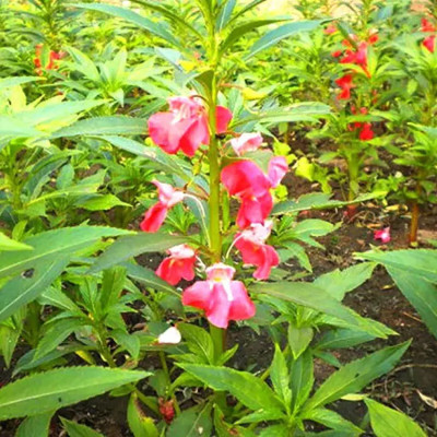 Cloud Farm Balsam Double Mixed Seed(15 per packet)