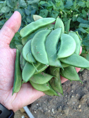Cloud Farm Lima Beans (Semphali) - Vegetable Seed(13 per packet)