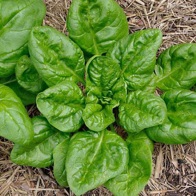 AMAJIT Spinach Seeds, Palak Seeds,Palakh plant Seeds, Seed(70 per packet)