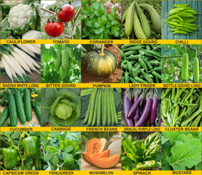 Agnico Agnico 15 Variety Of Flower Seeds Combo Pack With Instruction Manual.… Seed(15 per packet)