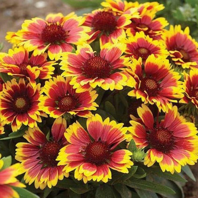 Lorvox Gaillardia Seed(140 per packet)