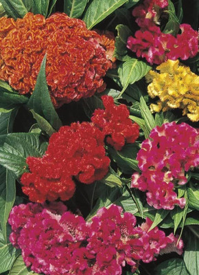 Lorvox Cockscomb Seed(50 per packet)