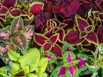 the green dotcom Coleus Rainbow Mix Seed(20 per packet)