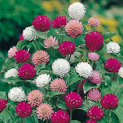 Lorvox Gomphrena Globosa Choice Mix Flowe Seed(10 per packet)