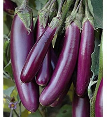 Jevik brinjal long purple Seed(100 per packet)