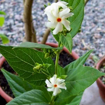GREENSEA Night blooming jasmine seeds Seed(12 per packet)