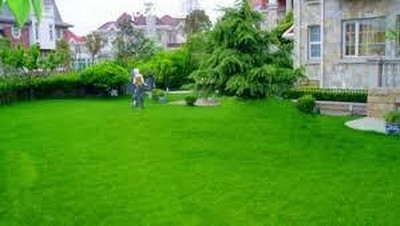 Pbevergreen Lawn grass seeds for garden/Lawn Grass Seeds 6588 Seed(37 per packet)