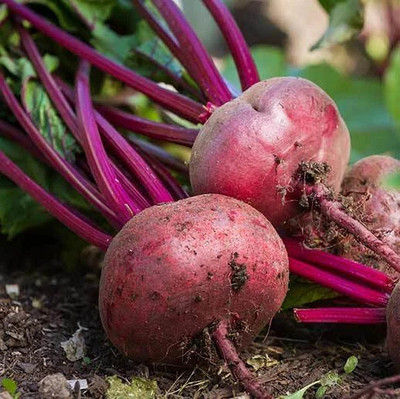 Cloud Farm Beetroot Vegetable Seed(86 per packet)
