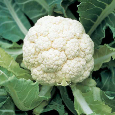 Cloud Farm Cauliflower High Yielding Vegetable Seed(255 per packet)