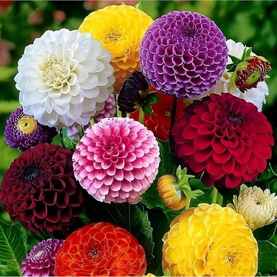 Lorvox Mix Color Dahlia Seed(38 per packet)