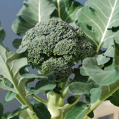 KNESSiN Broccoli Green - Organic Vegetable Seeds (50 Seeds) Seed(50 per packet)