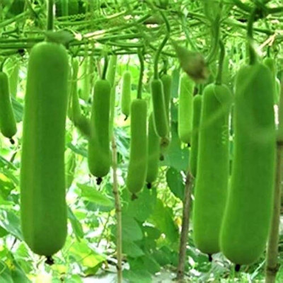 MOONQULTY Hybrid Bottle Gourd, LongBottl e Gourd 67 Seed(67 per packet)