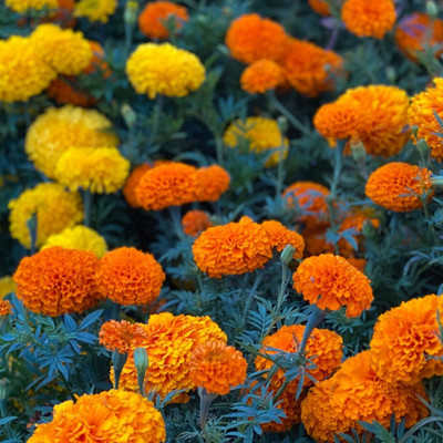 SBGARDEN marigold flower seeds Seed(32 per packet)