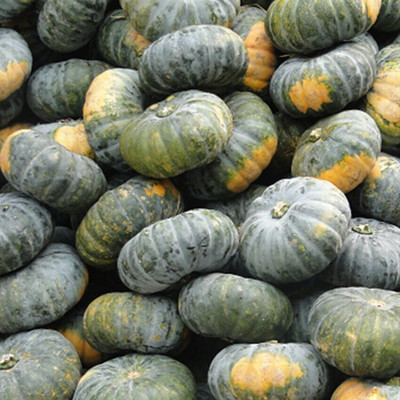 Cloud Farm Big Size PUMPKIN Seed(500 per packet)