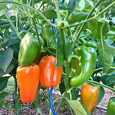 Qualtivate PUAS-7A ORANGE CAPSICUM SIMLAMIRCHI SEEDS Seed(100 per packet)