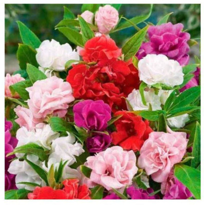 SBGARDEN Balsam Mixed Seed(31 per packet)