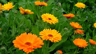 Lorvox Calendula mix Colour Flower Seed(50 per packet)