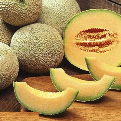 the green dotcom muskmelon seeds f1 hybrid/muskmelon seed 14 Seed(14 per packet)