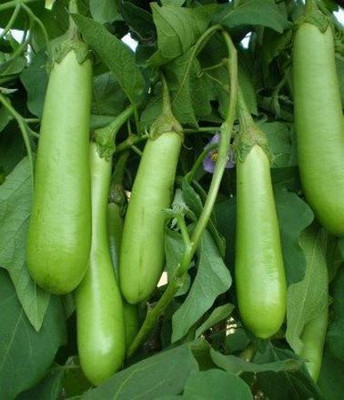 the green dotcom long brinjal seeds hybrid f1 / brinjal seeds 108 Seed(108 per packet)