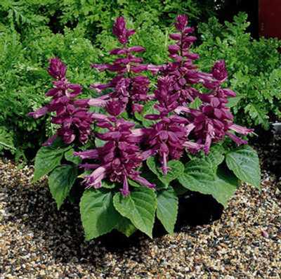 XOLDA Exotic salvia mix Seed(15 per packet)