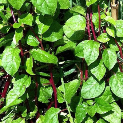 Cloud Farm red malabar spinach seeds Seed(113 per packet)